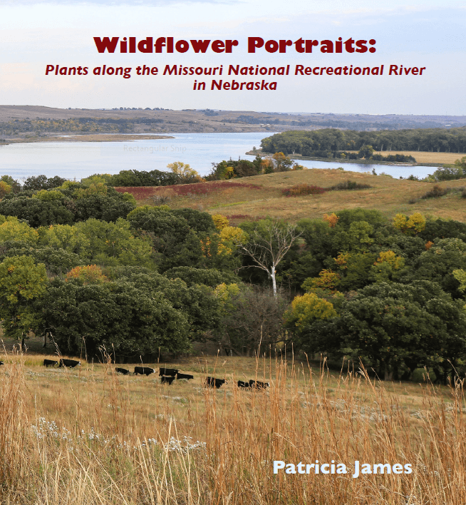 Wildflower Portraits: Plants Along the Missouri  National Prerational River in Nebraska