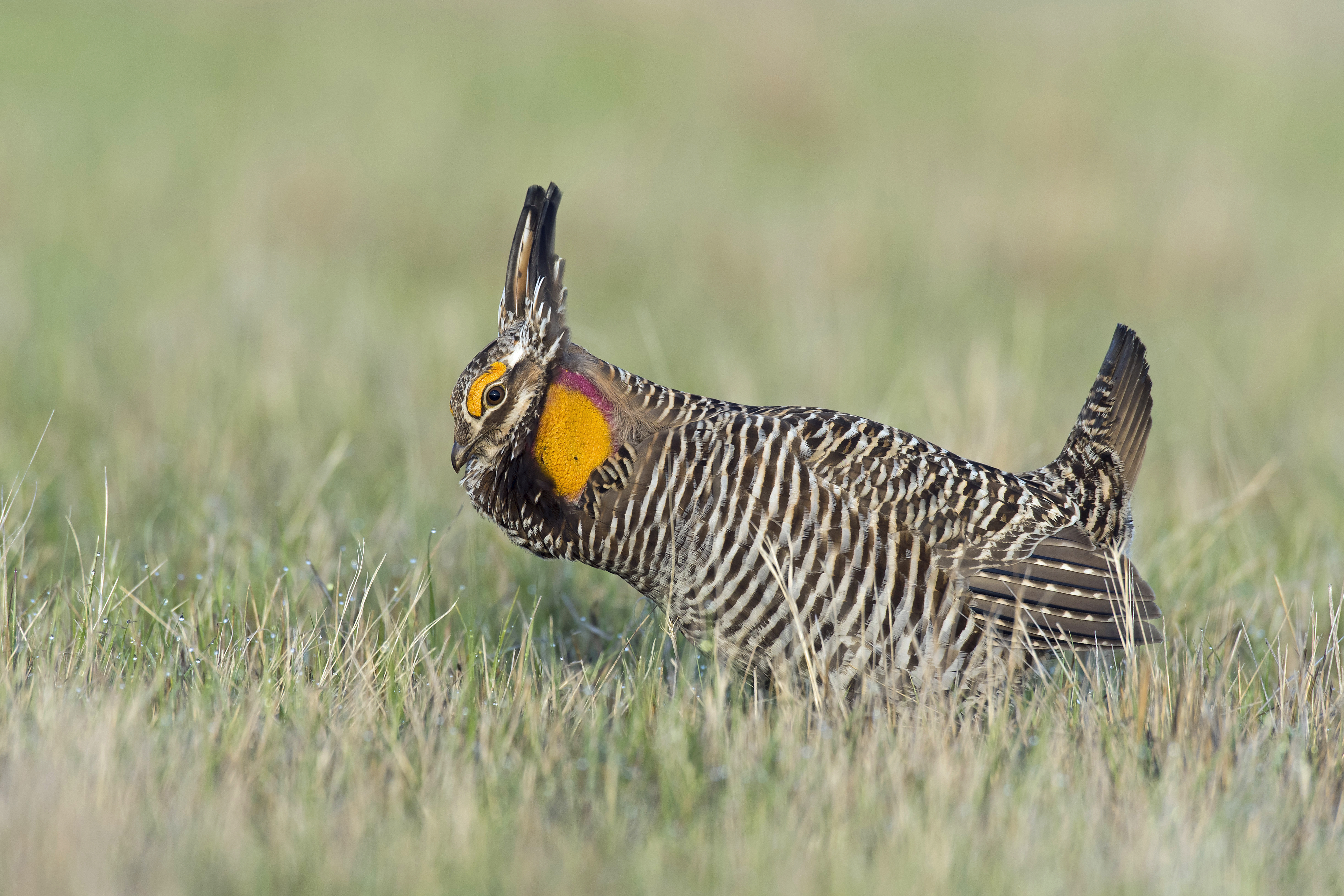 A Greater Prairie-Chicken displaying in prairie grass, with vivid orange air sacs.