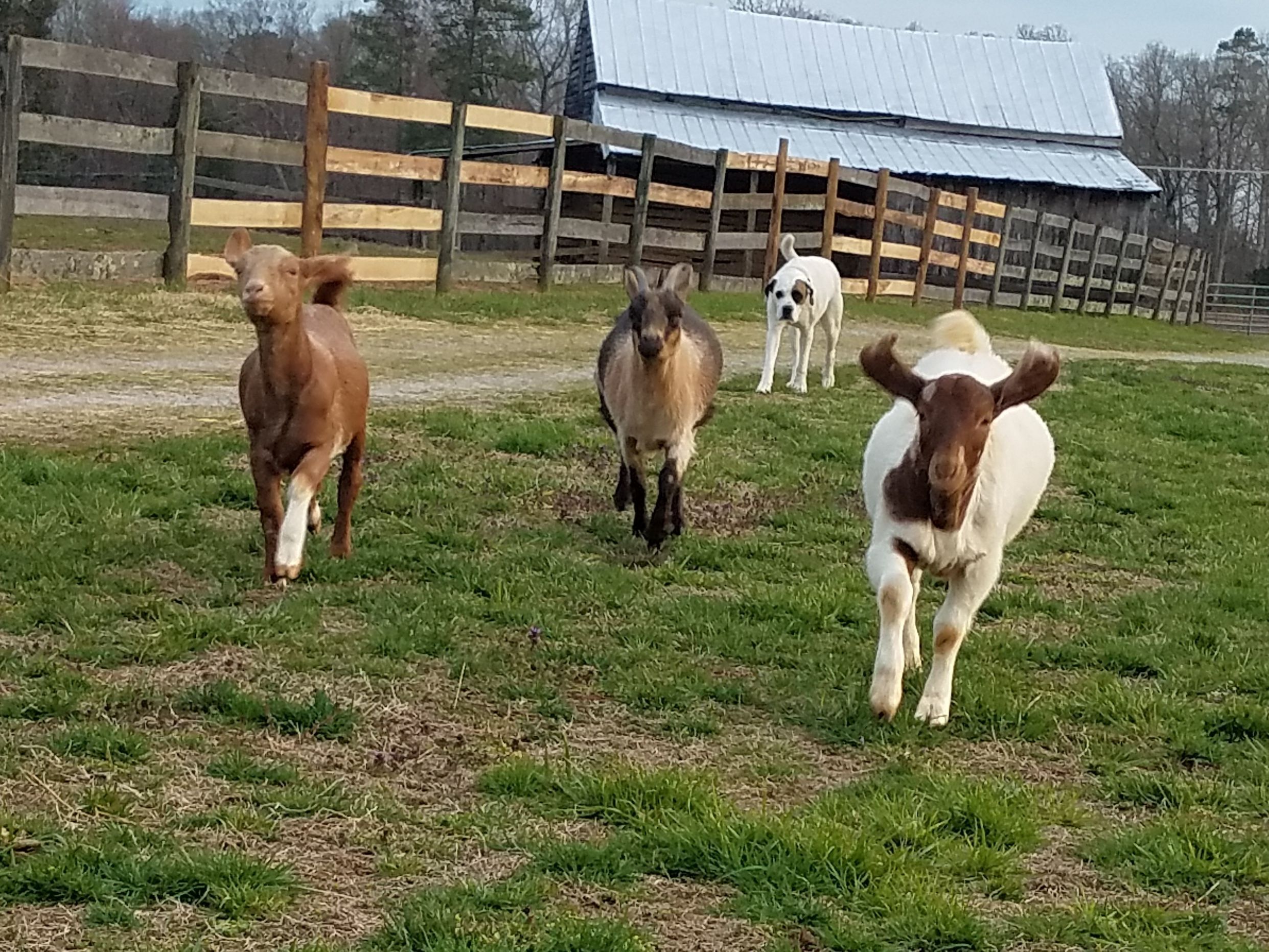 Running with Blondie & Charlie