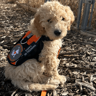 Welcome Brandy to Hearing Dog!