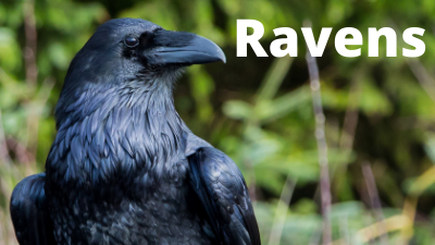 Audubon at Home: Ravens