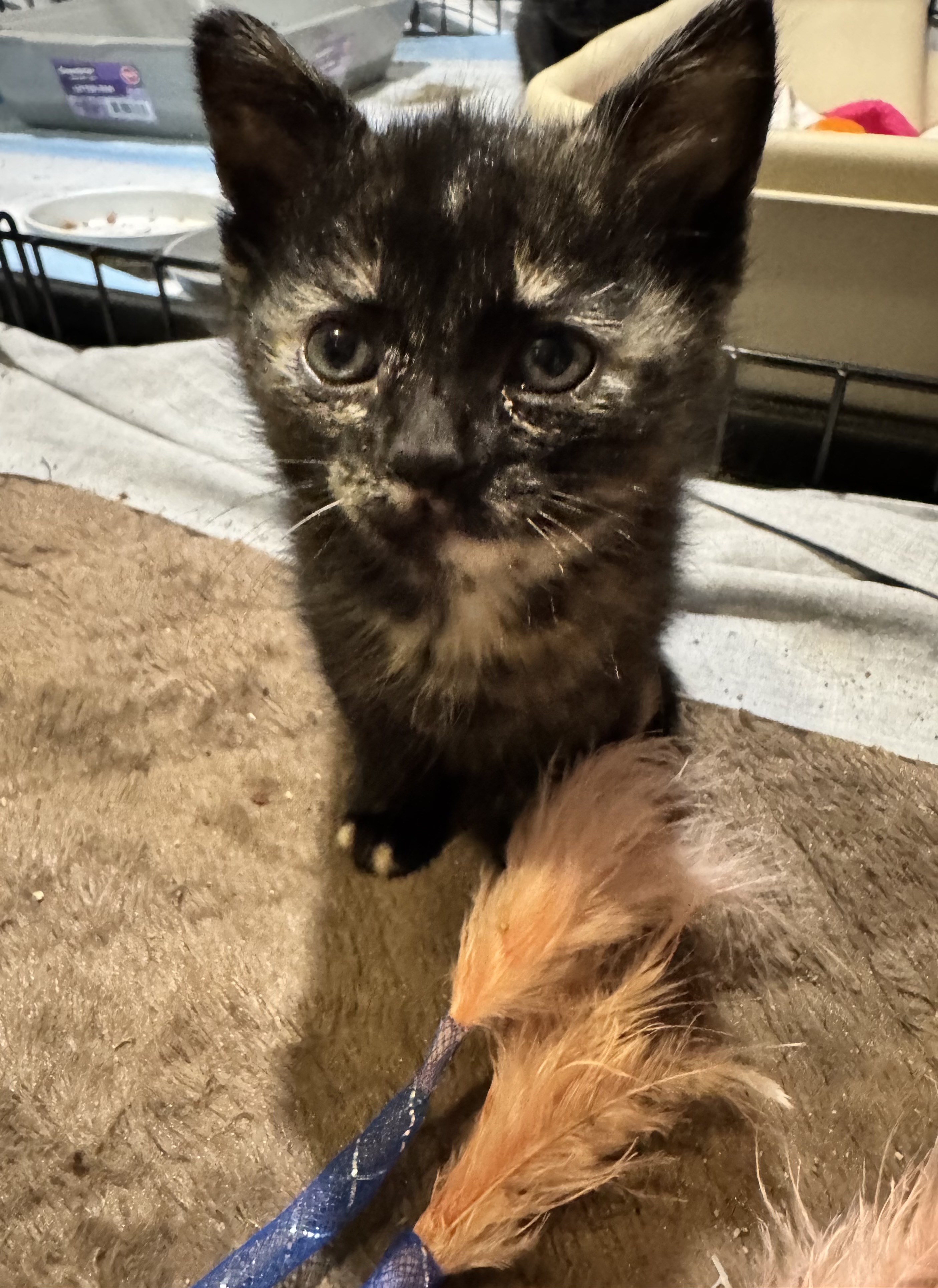 Glaceon - ADOPTION PENDING