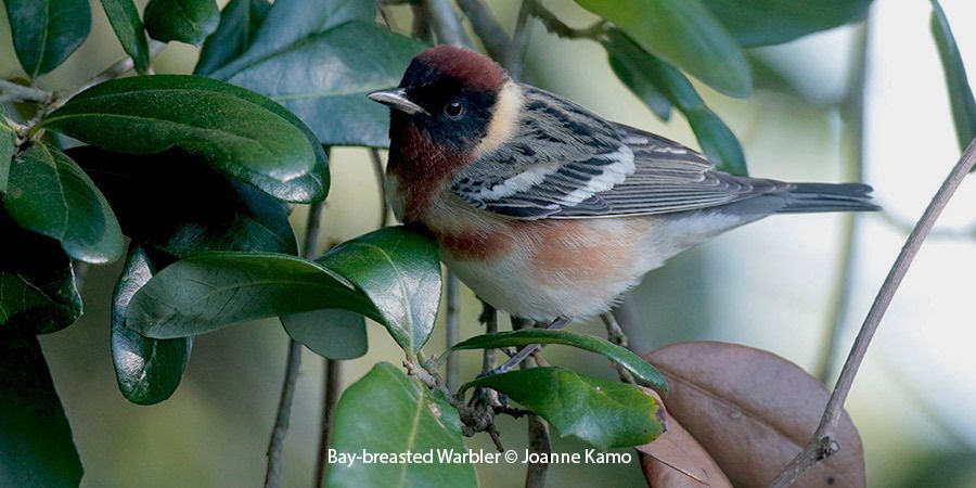 Bay-breasted Warbler