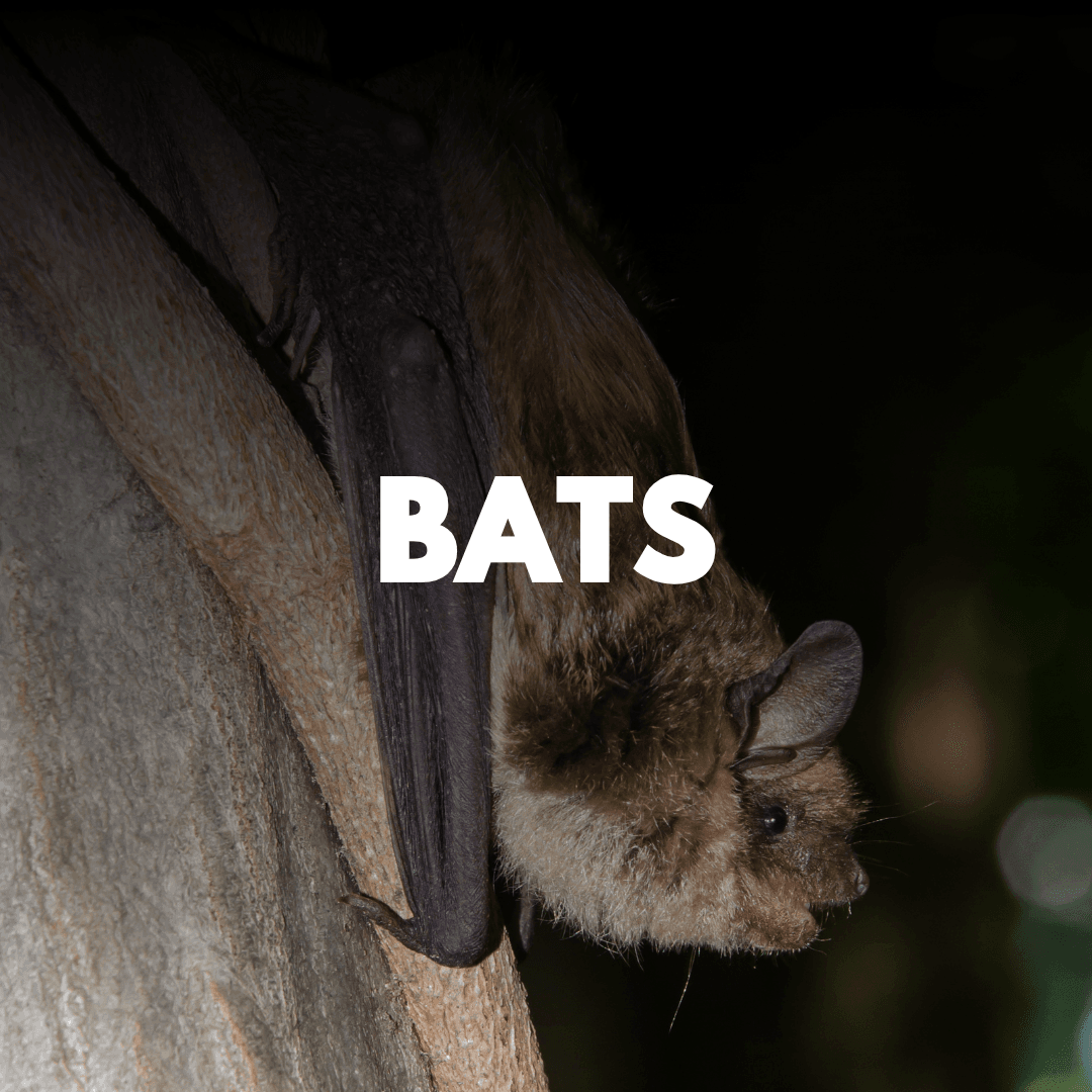 Bats