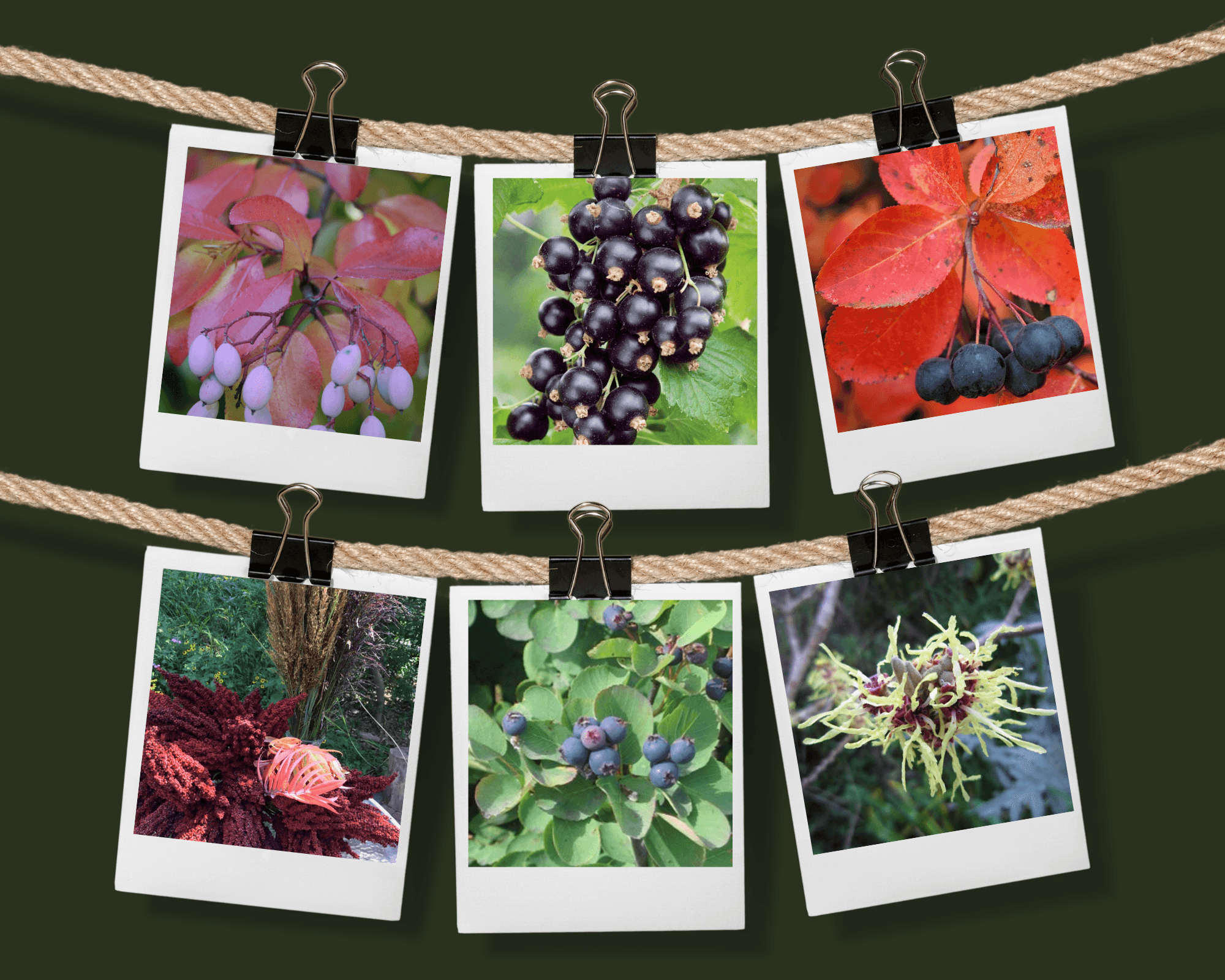 This image depicts the fruits and flowers of six native Nebraska shrubs that benefit wildlife. 