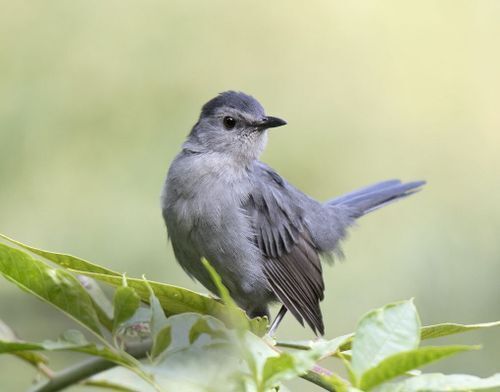 Gray Catbird on a leafy branch with blurred green background.