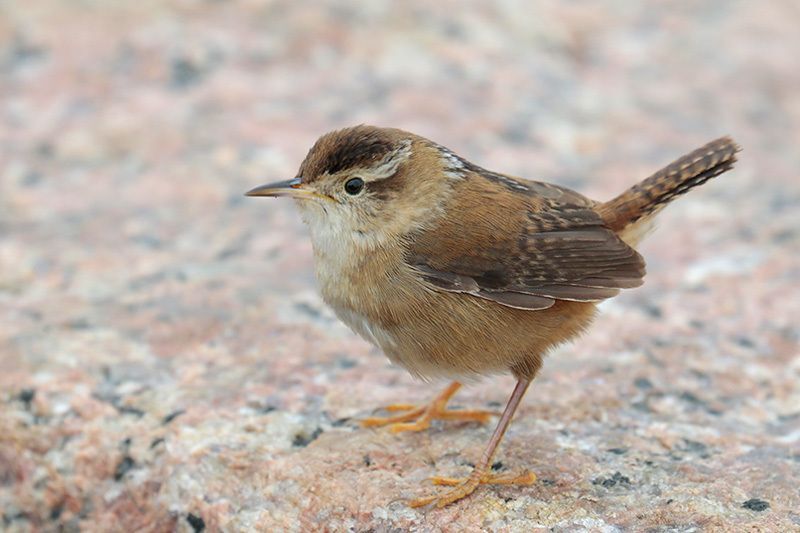 Marsh Wren