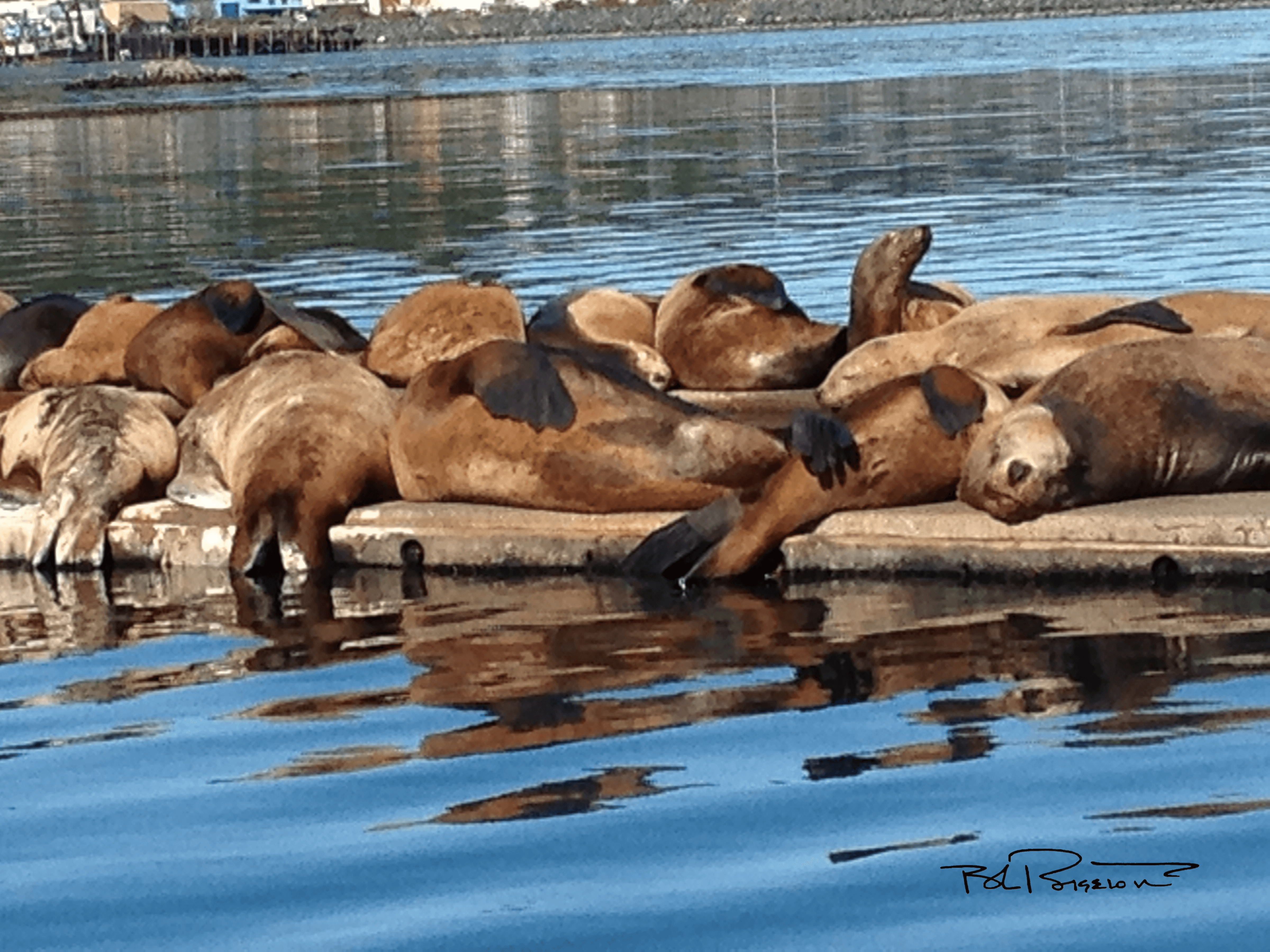 Sea Lions #7