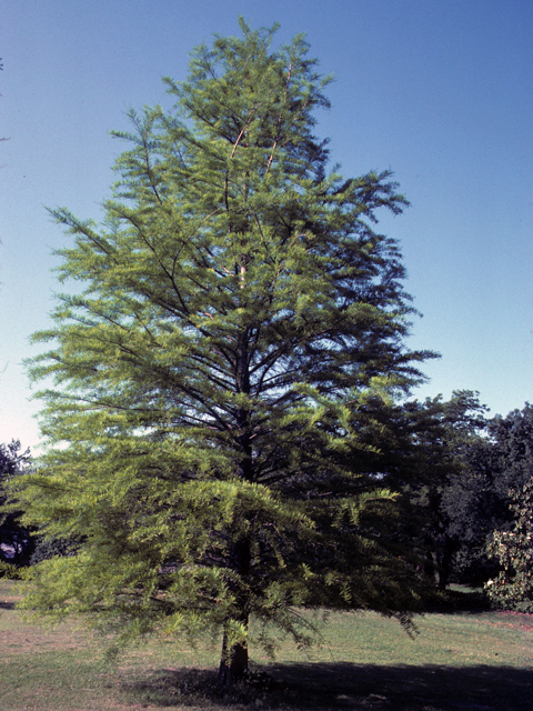 Bald Cypress - Pack of 5 Seedlings (12"-18")