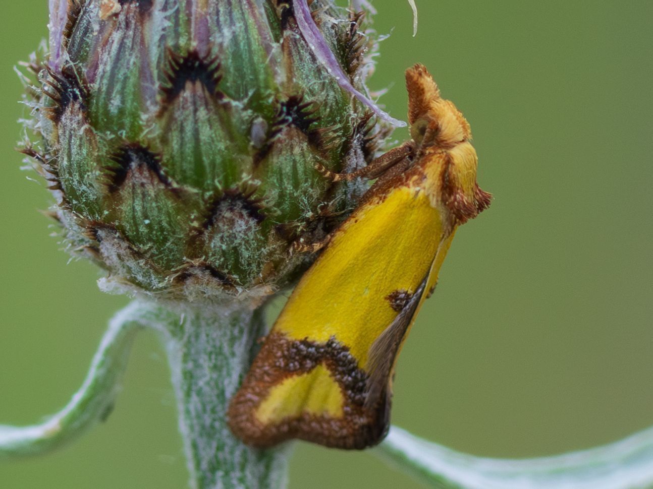 Knapweed Moth
