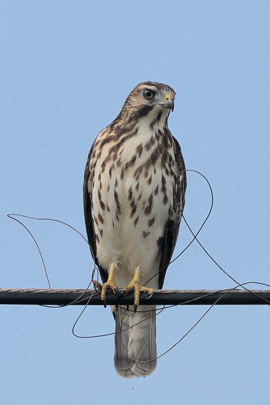 Broad-winged Hawk