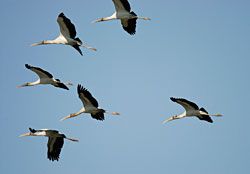 Wood Storks