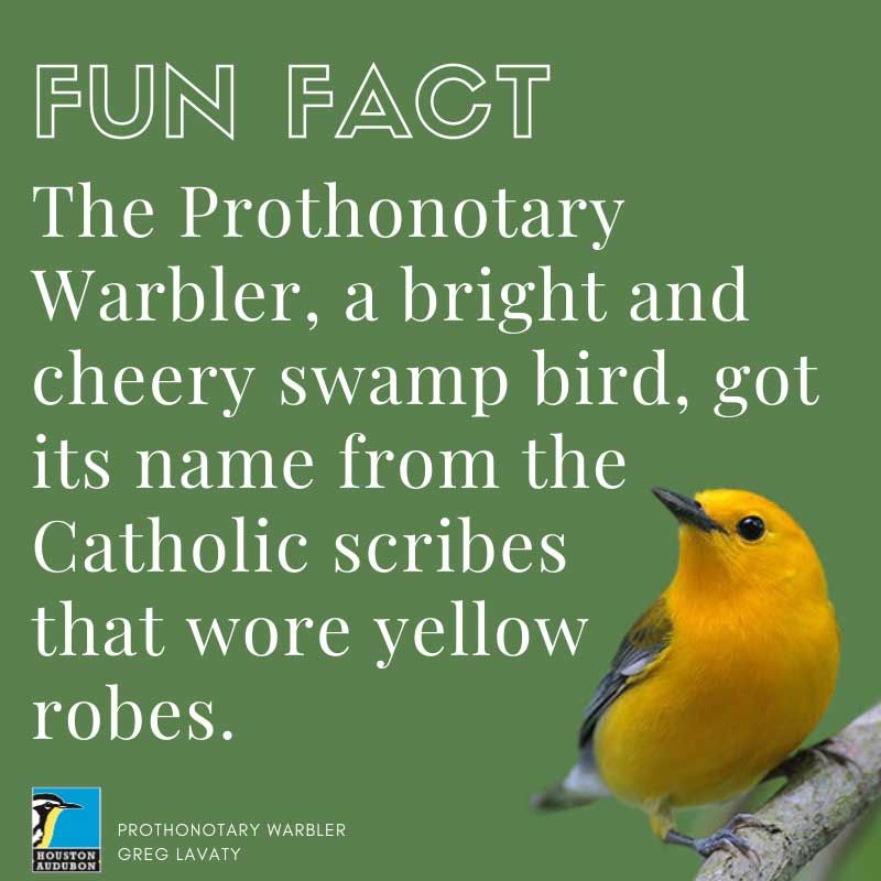 prothonotary warbler range