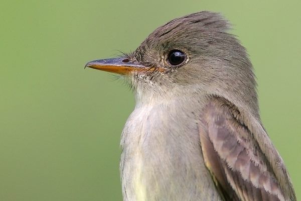 Eastern Wood-Pewee