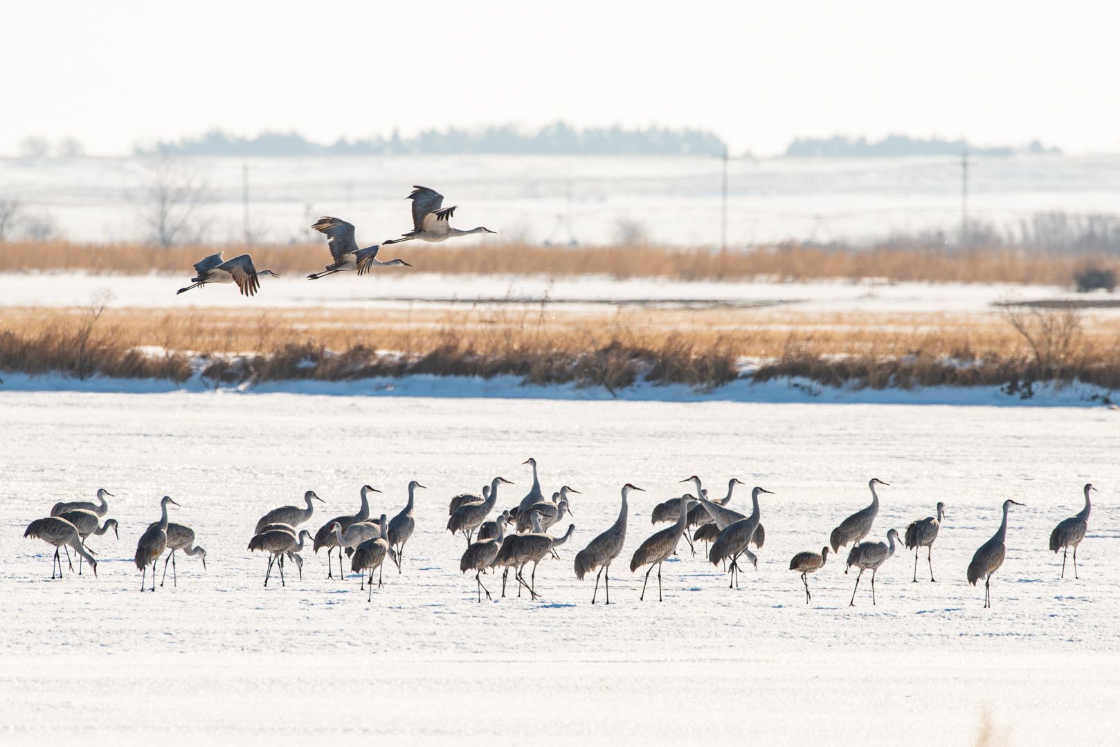 Why are the cranes still here in January?