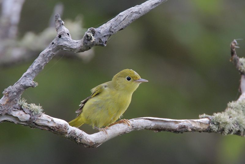 Yellow Warbler