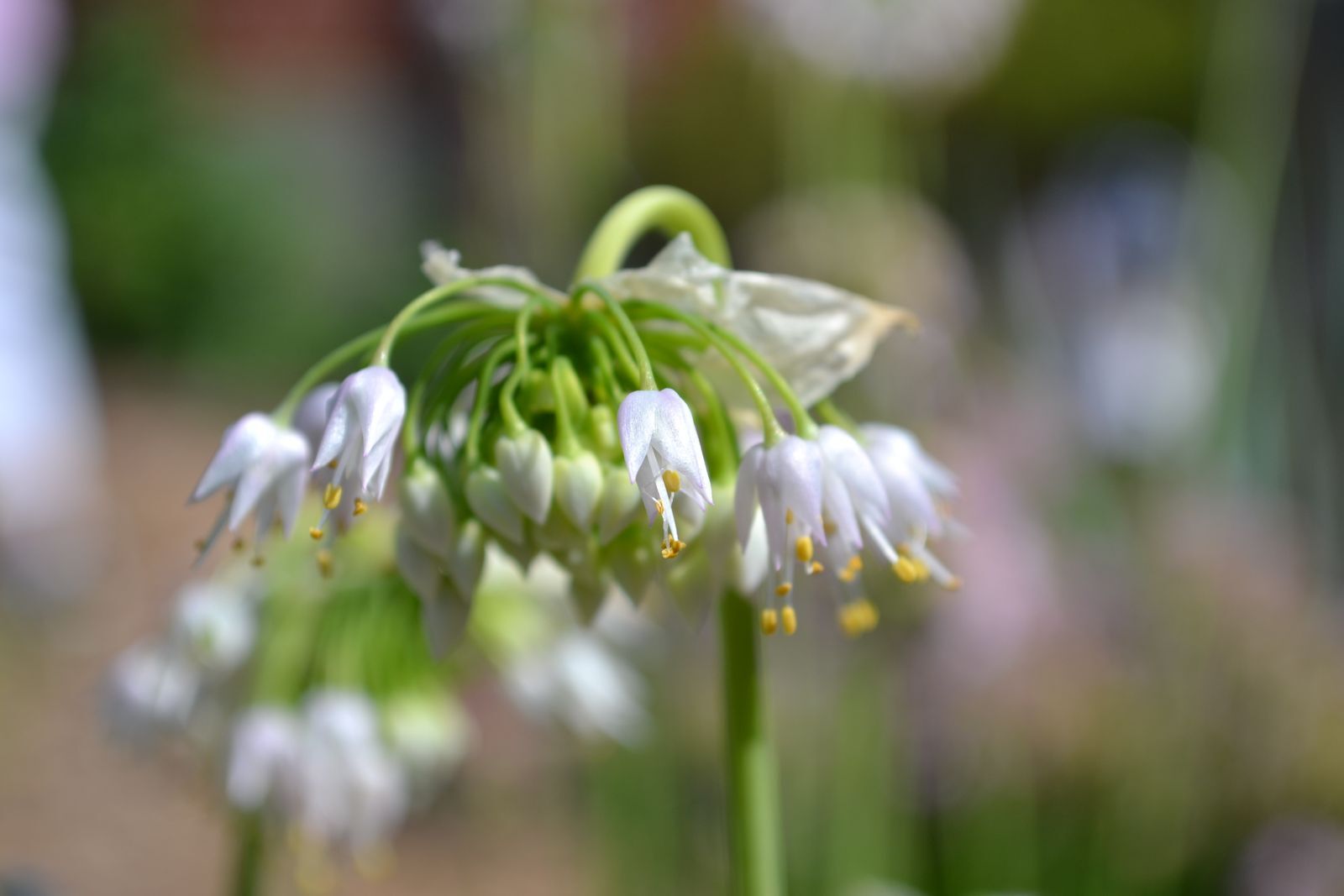 A close-up of a white nodding onion flower on a green stem. 