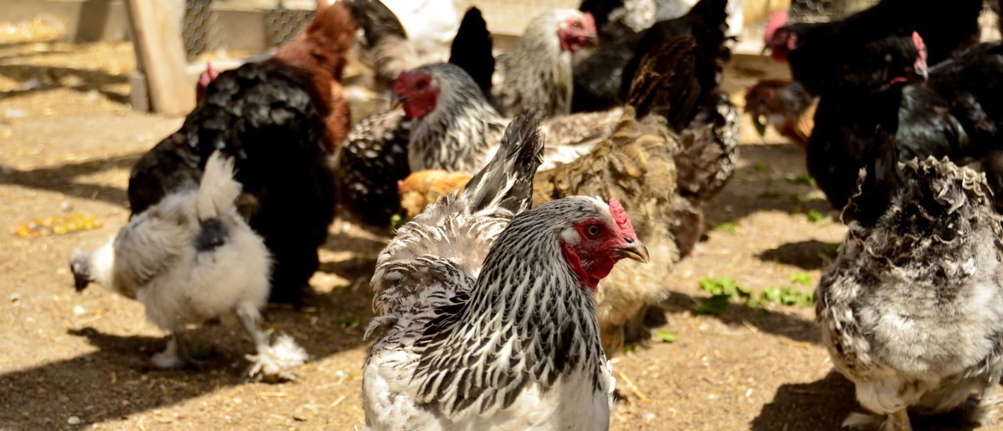 Several chickens roaming around.