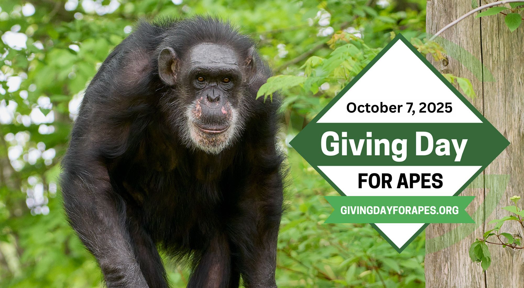 Giving Day for Apes