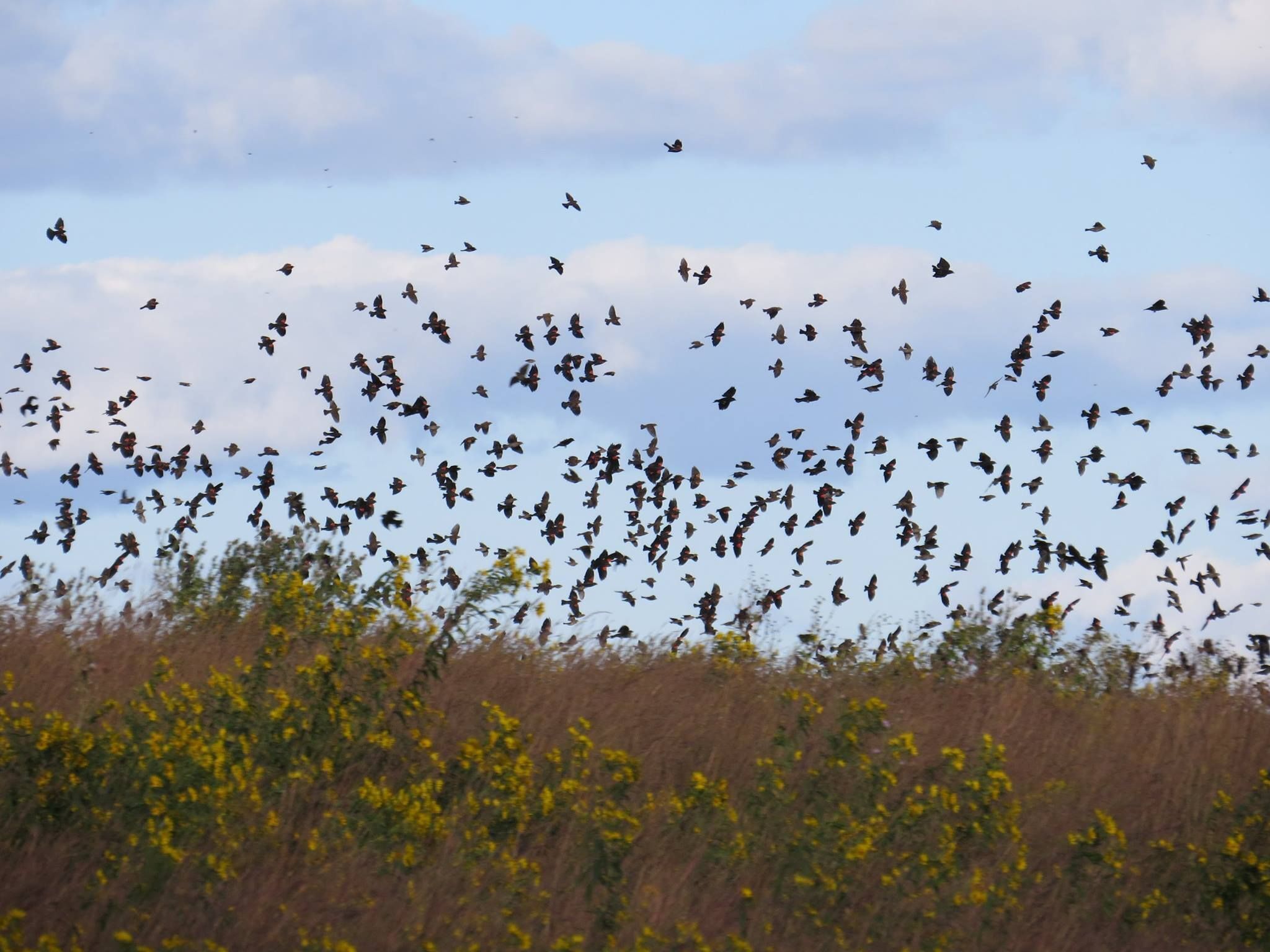 Slow and steady Fall migration: Birds to look for in September & October