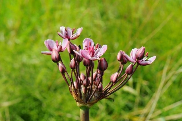 Flowering Rush