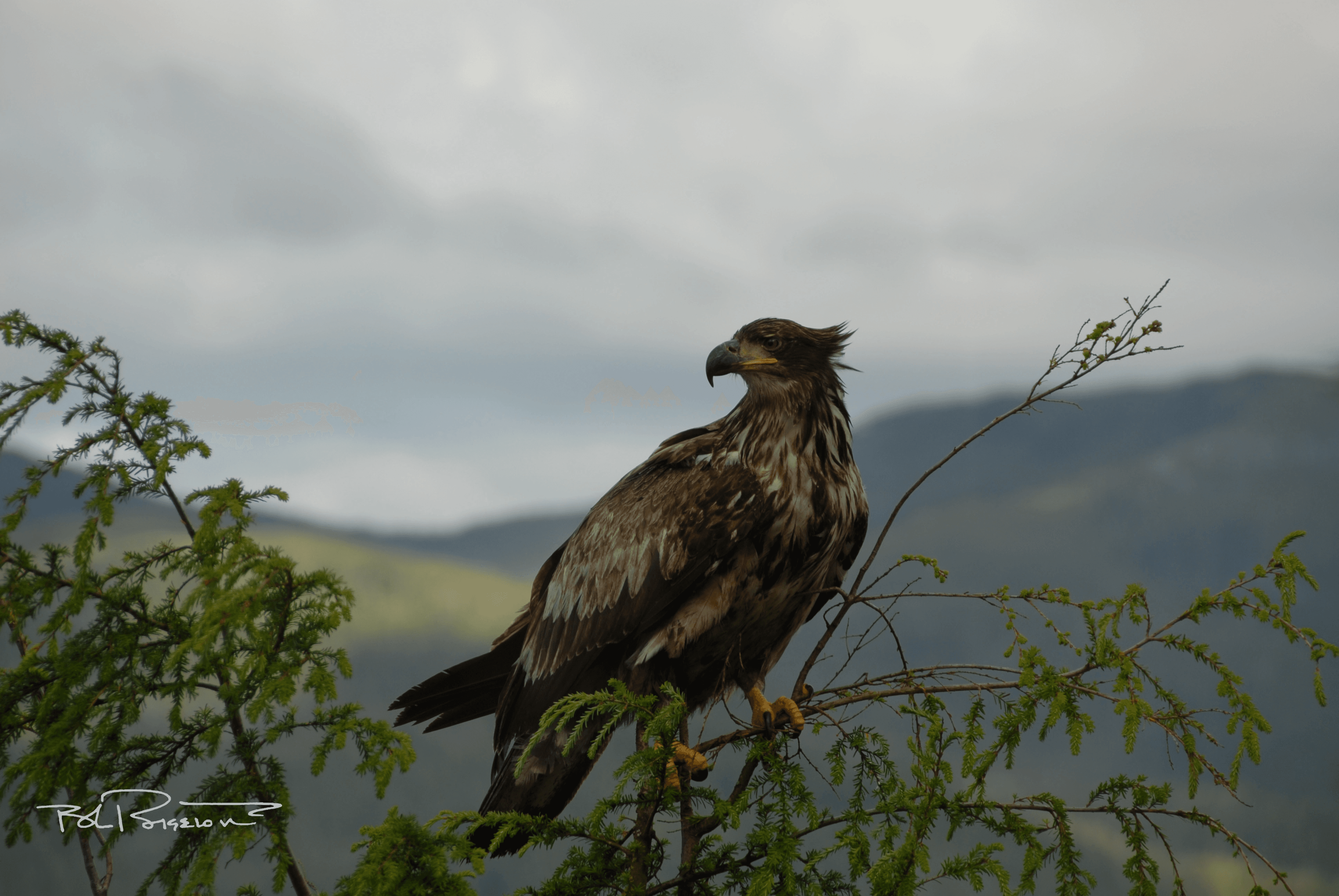 Immature Eagle in Cedar 1