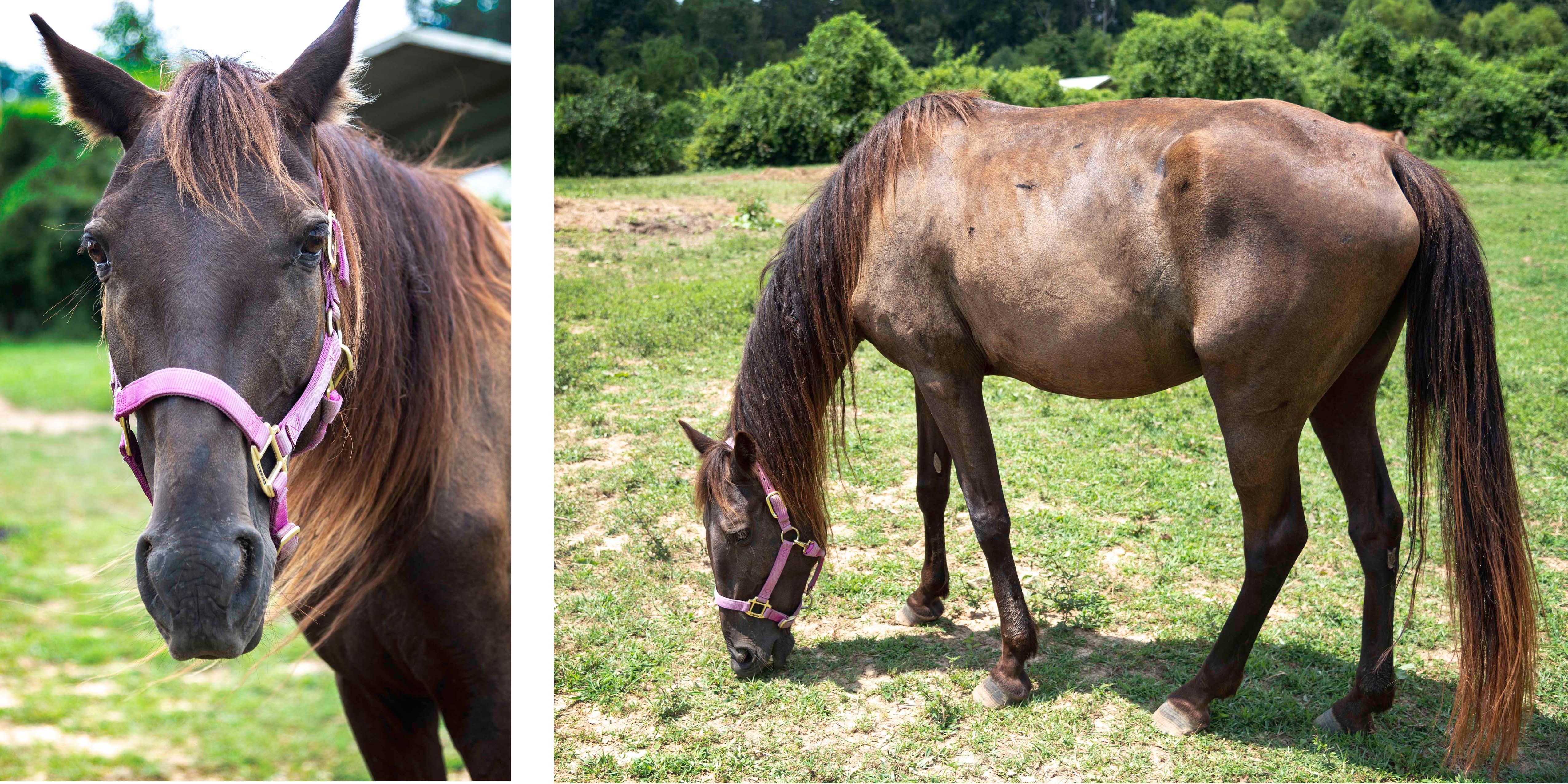 Horse Haven of Tennessee Adopt Equines for Adoption