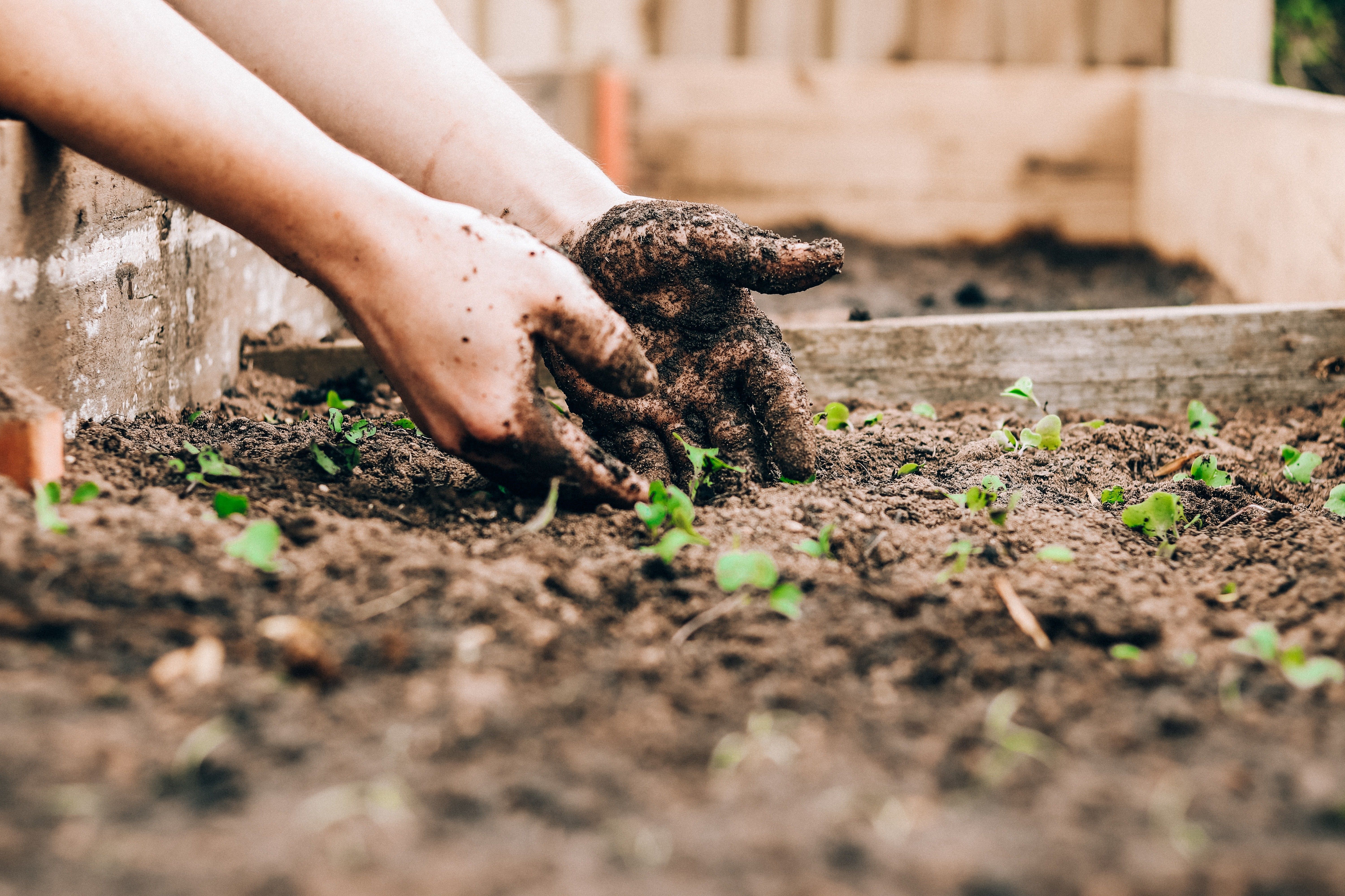 Reap the Benefits of Joining a Community Garden