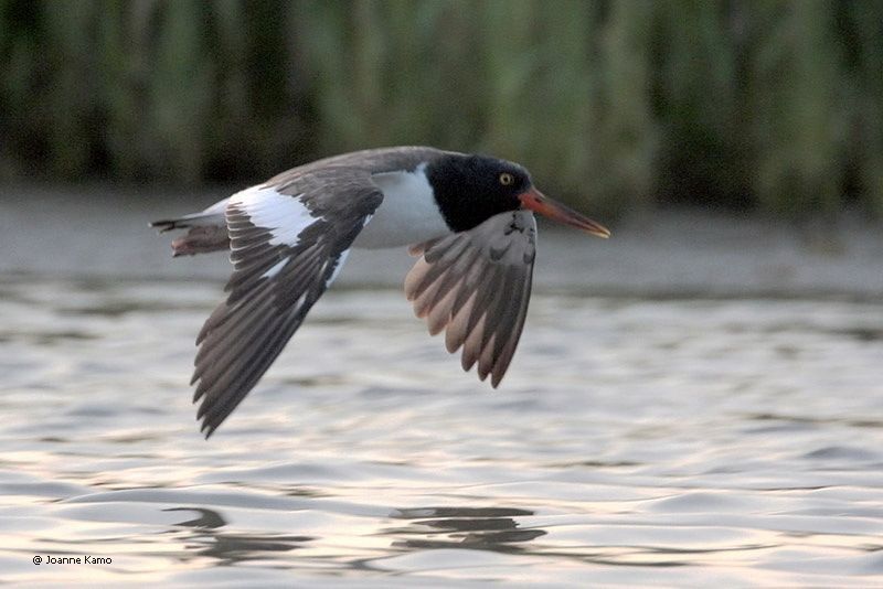 American Oystercatcher