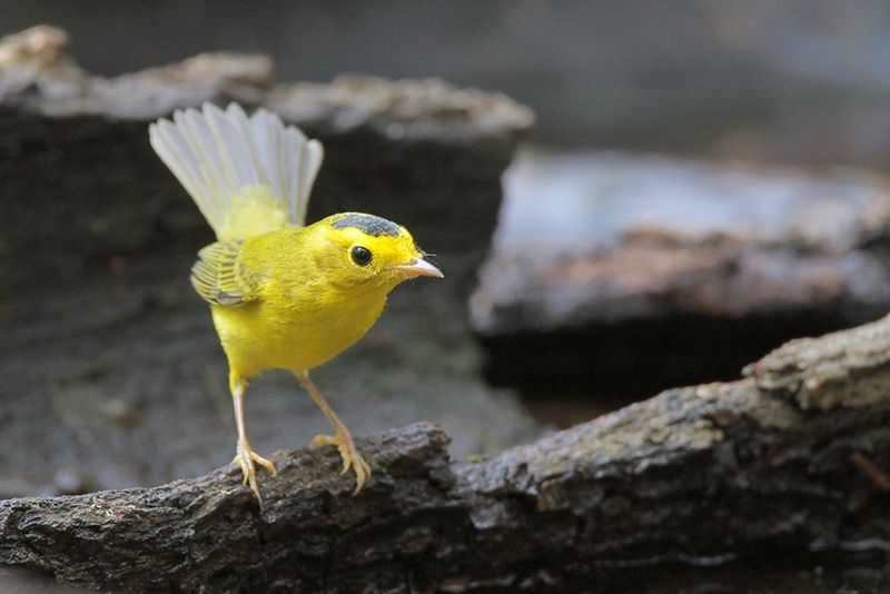 Wilson’s Warbler