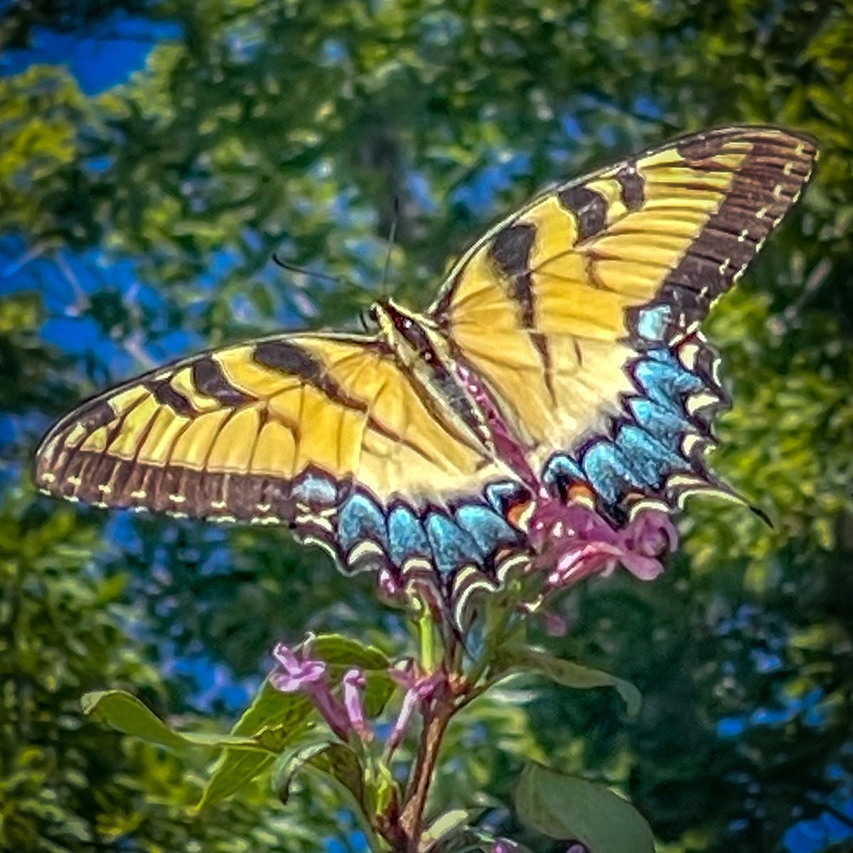 A yellow colored Eastern Tiger Swallowtail with tree leaves in the background