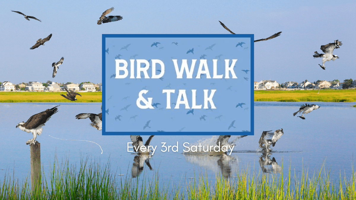 Bird walk and talk, bird watching, nature lovers, bird identification, Texas native birds