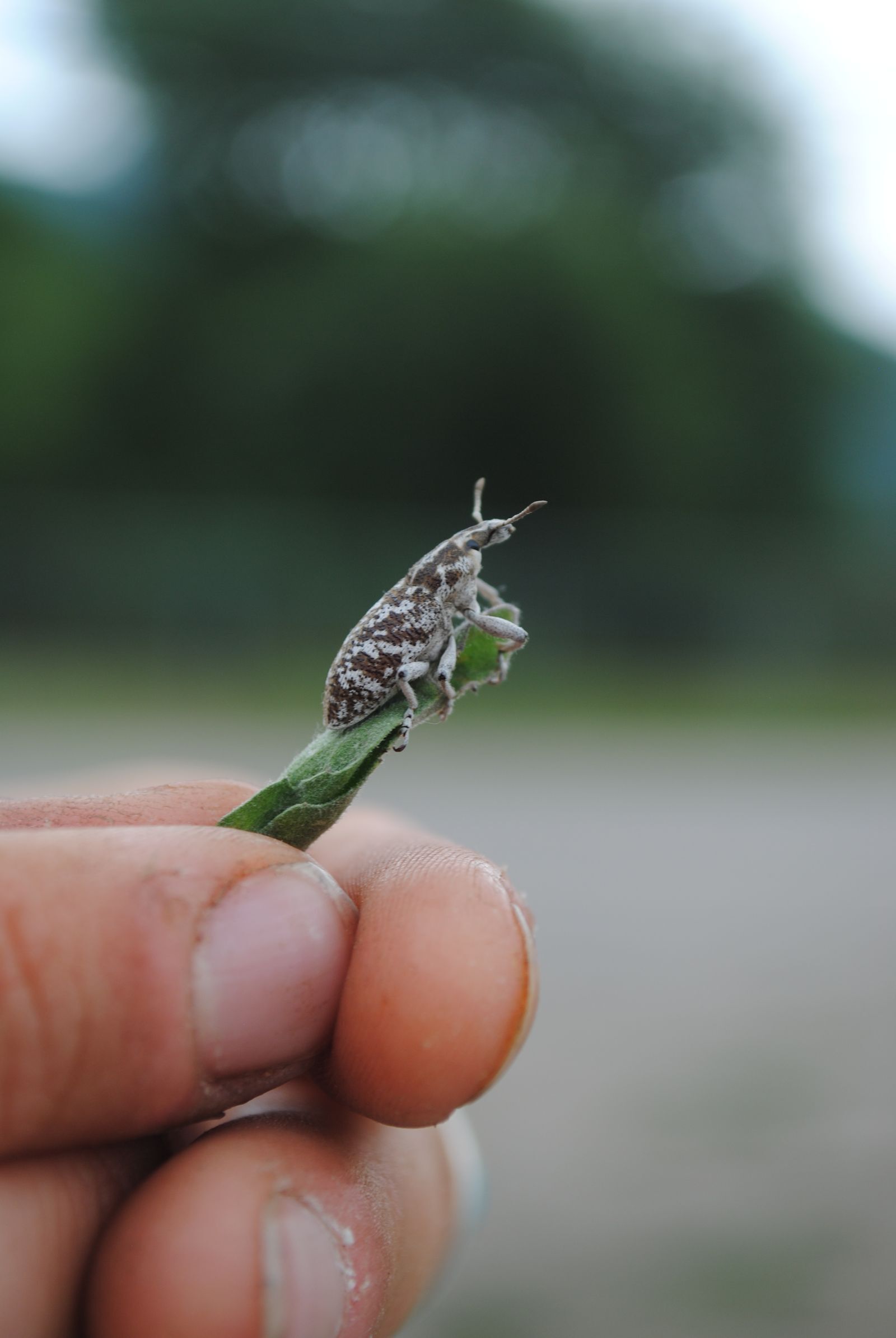 Cyphocleonus achates (knapweed root weevil)