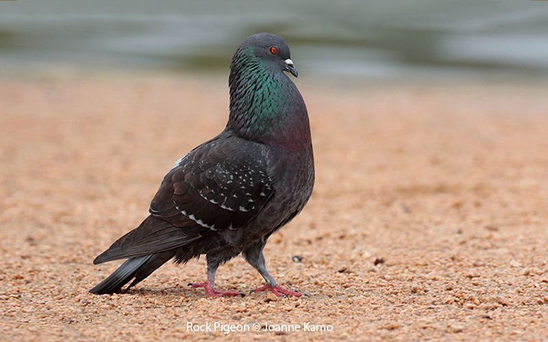 Rock Pigeon