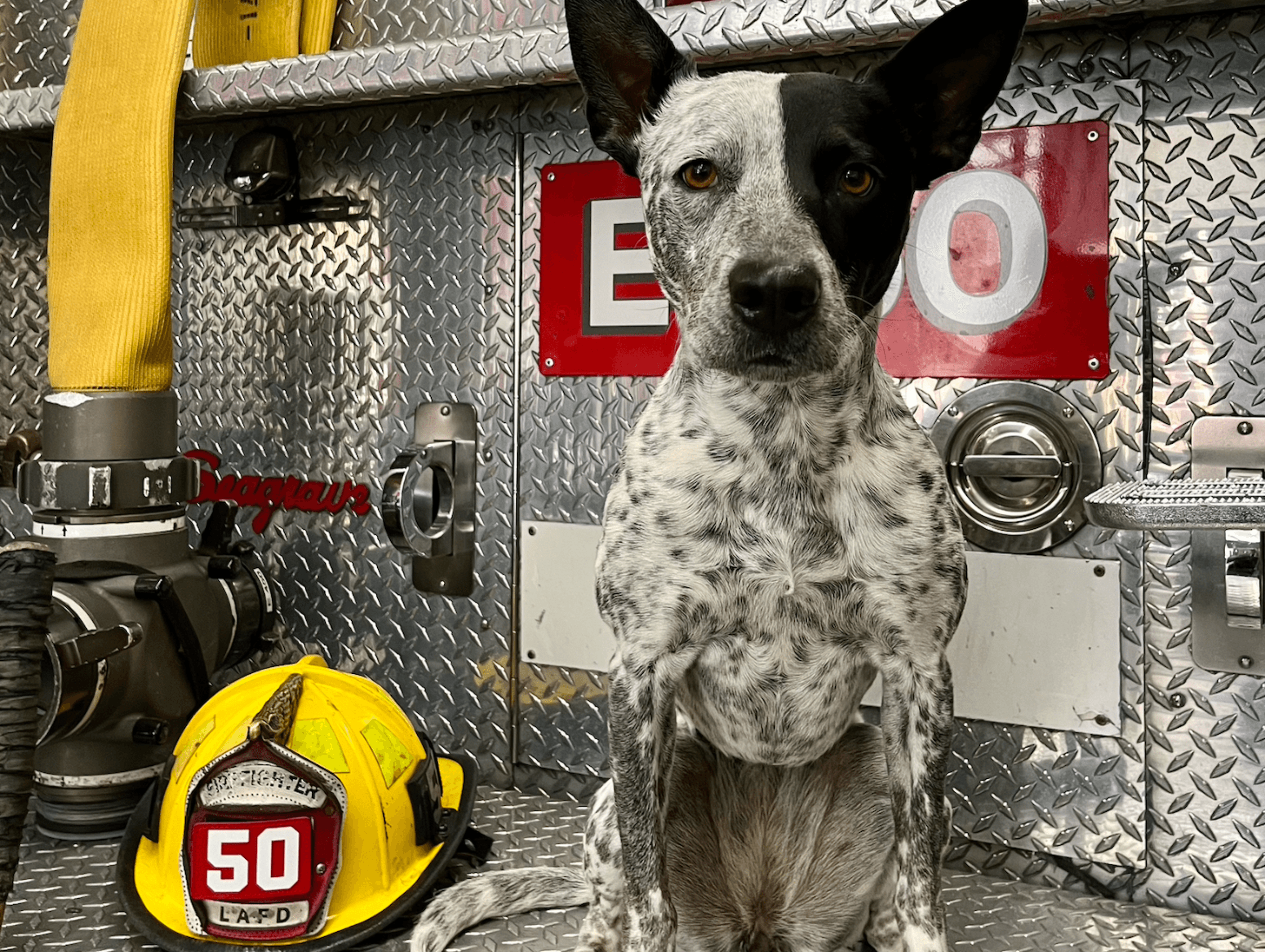 Meet the LAFD’s 2024 Howling Hero, Blue!