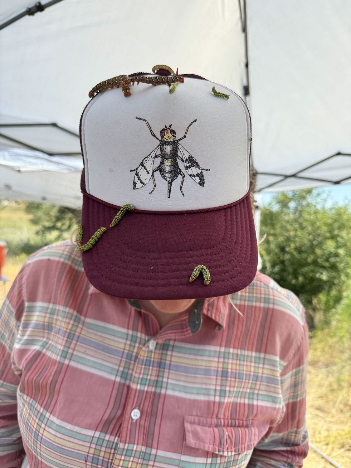 Insects Distributed in 2024
