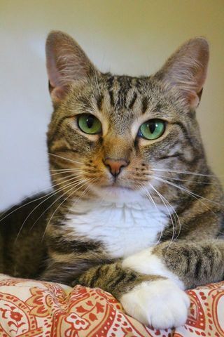 A Content Cat Relaxing