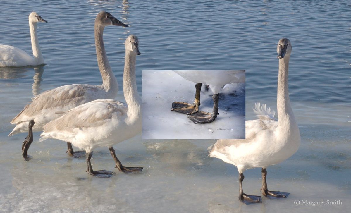 Juvenile Swan Identification | Trumpeter Swan Society