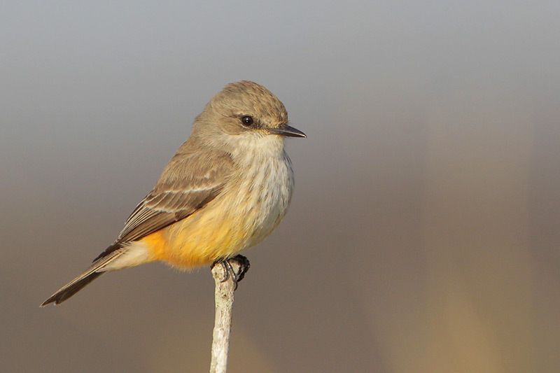 Vermilion Flycatcher