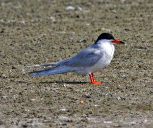 Forster's Tern