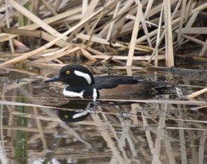 Hooded Merganser