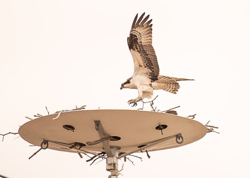 An Osprey landing on top of a flat platform