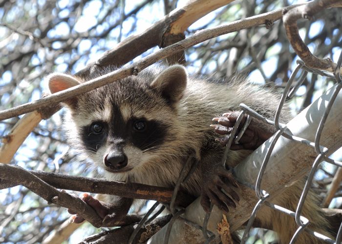 Lessons for a Young Raccoon