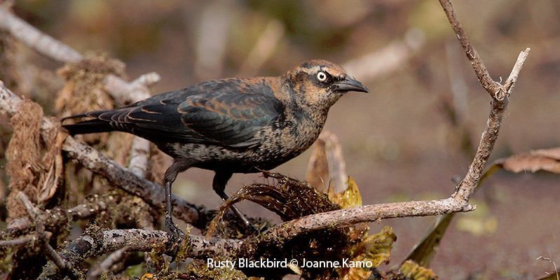 Rusty Blackbird