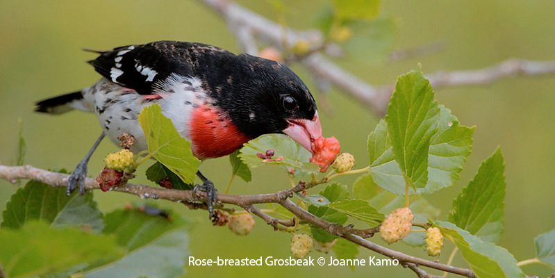 Rose-breasted Grosbeak