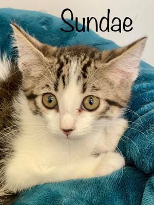 SUNDAE