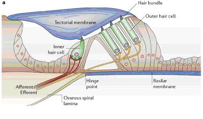 A picture of The sensory and motor roles of auditory hair cells