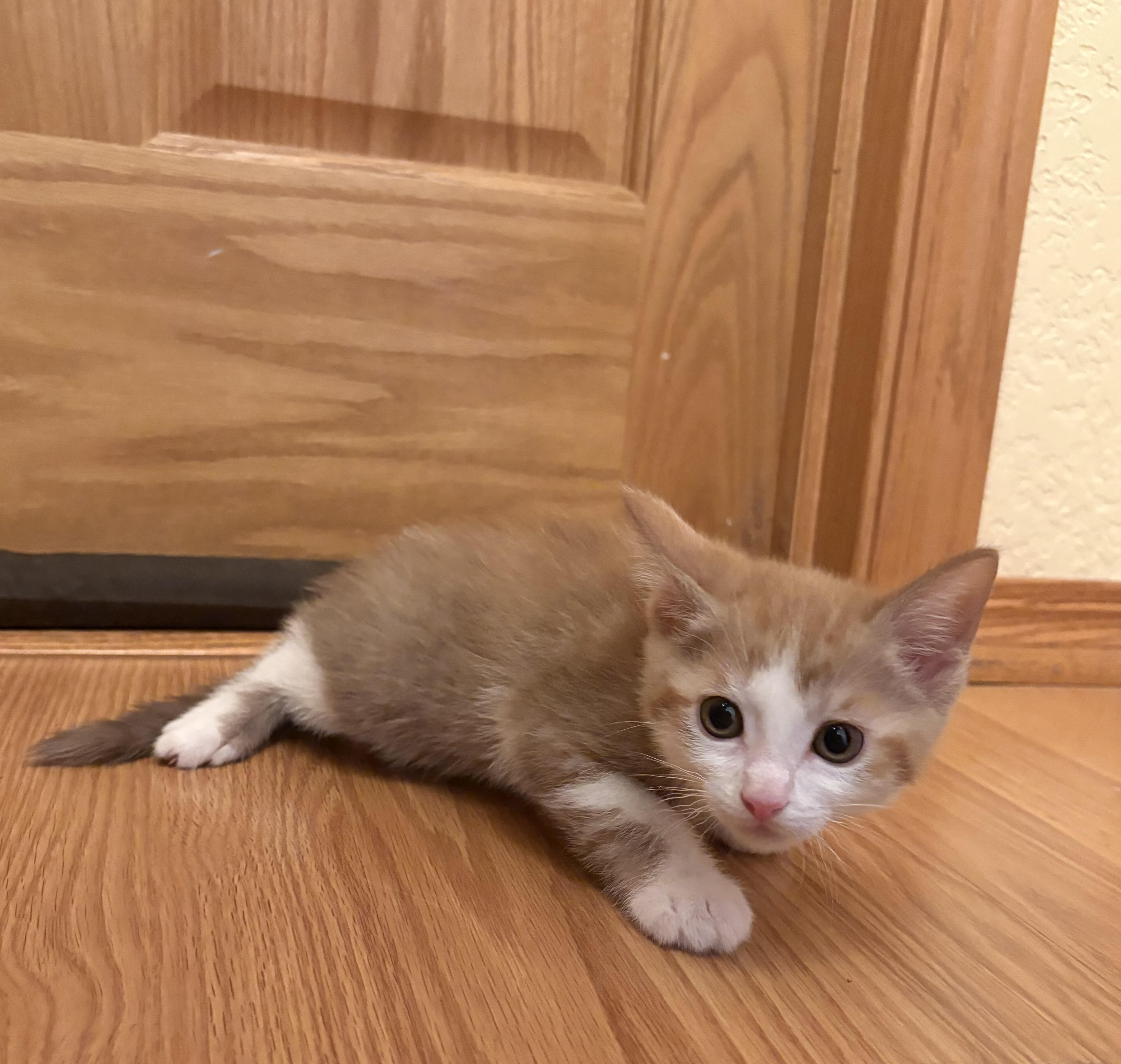 Rio - ADOPTION PENDING
