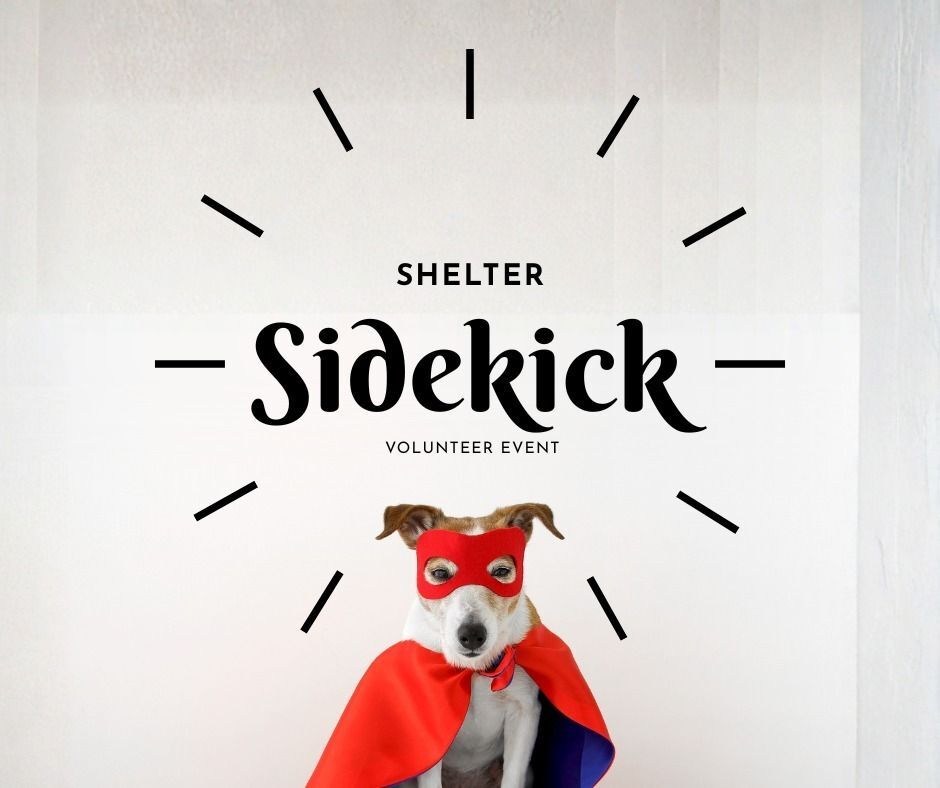 Are you ready to become a Shelter Sidekick?
