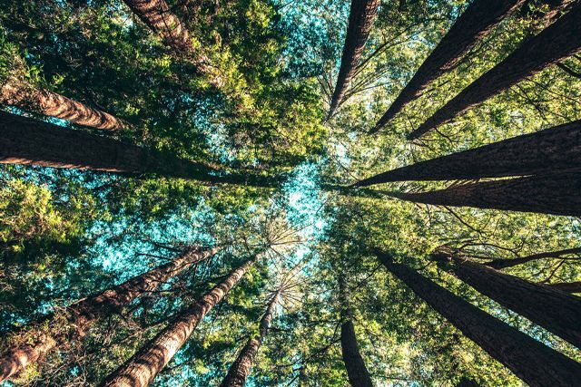 forest canopy